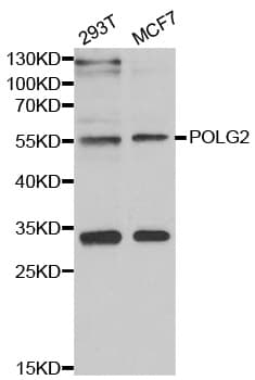 POLG2 Antibody