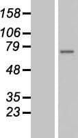 ZMYND11 / BS69 Protein (Over-Expression Lysate Myc-DDK (Flag))