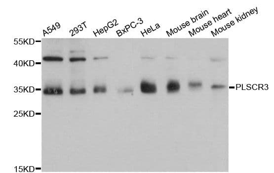Polyclonal Rabbit anti-Human PLSCR3 Antibody (WB)