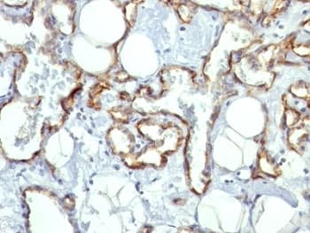 PECAM-1 / CD31 Antibody (clone C31.10)