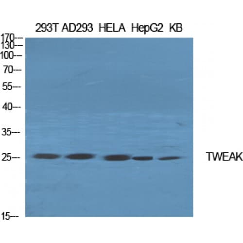 TNFSF12 / TWEAK Antibody (10-90 aa, Internal)