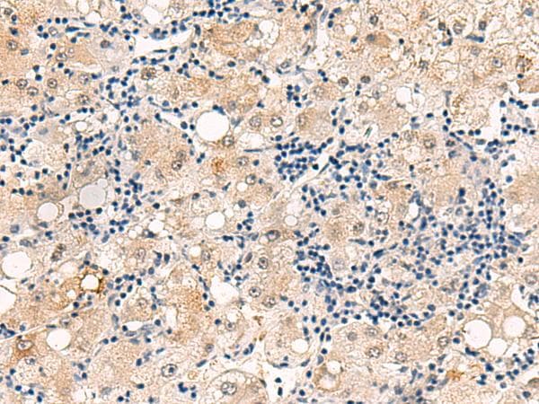 DUSP7 Antibody