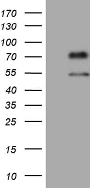 UBP1 Antibody (aa47-269, clone OTI1G8)