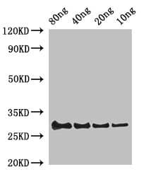 LYZ / Lysozyme Antibody