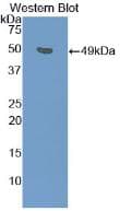 PRG2 / Proteoglycan 2 Antibody (APC)