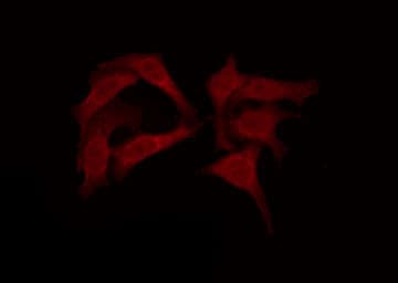 OR11G2 Antibody