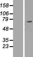 NOBOX Protein (Over-Expression Lysate Myc-DDK (Flag))