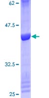 Human MRPS36 Protein (Recombinant GST)