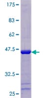 Human ACOT13 / THEM2 Protein (Recombinant GST)