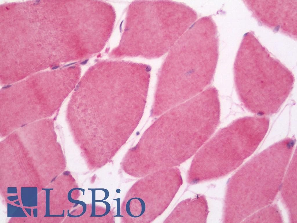 IHC-plus™ PAM16 Antibody