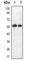 APLF / PALF Antibody