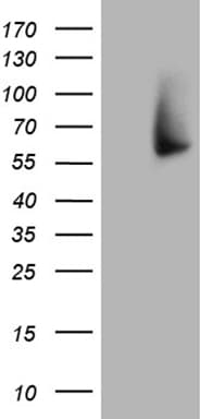 FMO3 Antibody (aa1-291, clone OTI1G3, Carrier-free)