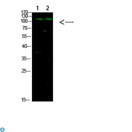 GLI / GLI1 Antibody