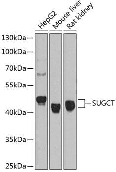 SUGCT / C7orf10 Antibody
