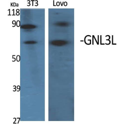 GNL3L Antibody (40-120 aa, Internal)