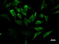 Monoclonal Mouse anti-Human IRF3 Antibody (clone IRF35I218, IF, WB)