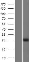 KLF16 Protein (Over-Expression Lysate Myc-DDK (Flag))