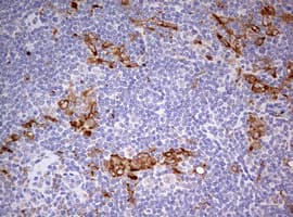 CD68 Antibody (aa22-319, clone OTI2H10)