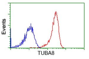 TUBA8 / Tubulin Alpha 8 Antibody (clone OTI2C2)