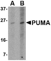 Monoclonal Mouse anti-Human BBC3 / PUMA Antibody (clone 10D4G7, WB)