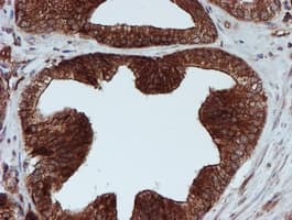 SCFD1 / SLY1 Antibody (clone OTI2E7)