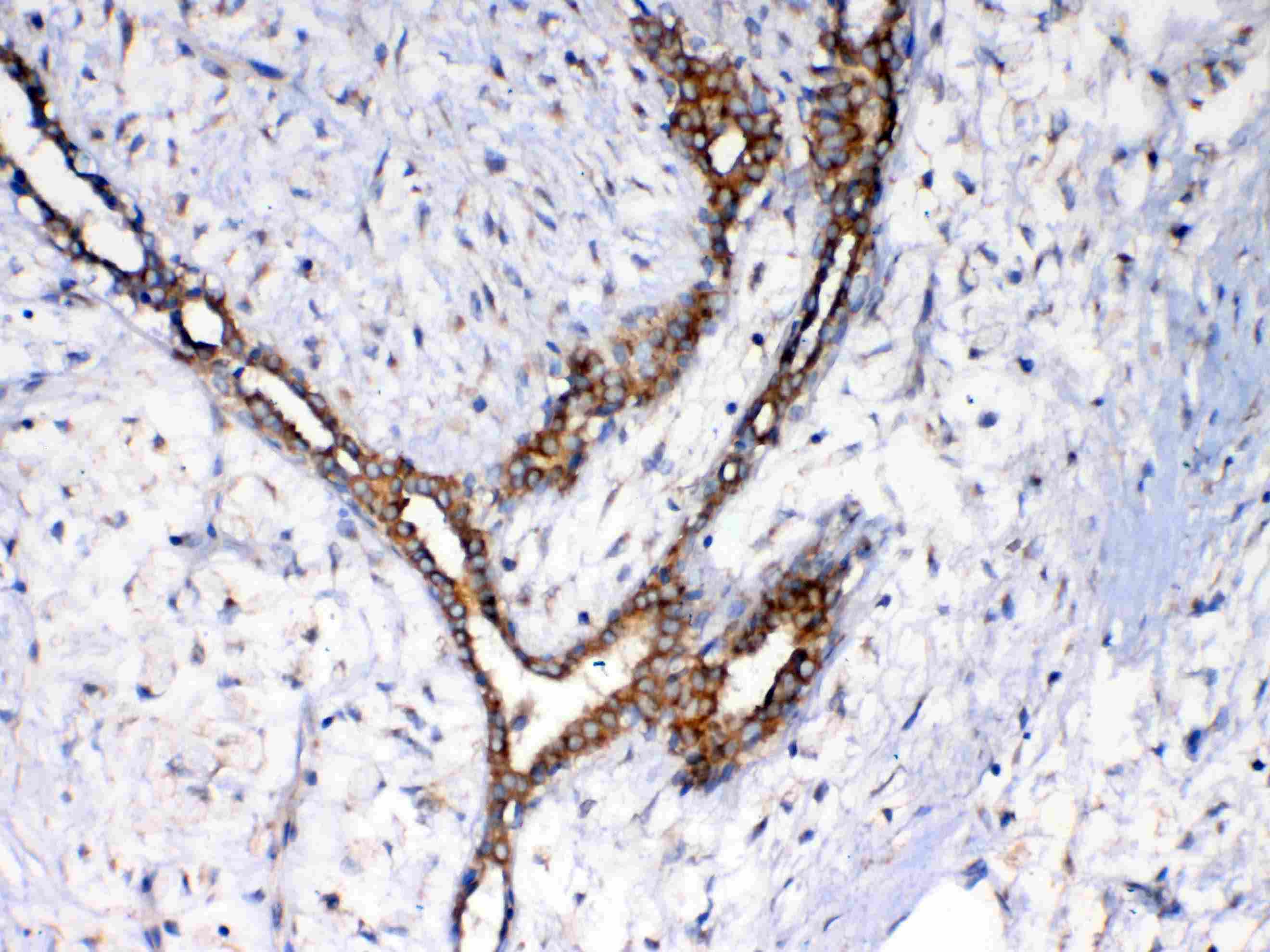 NSF Antibody