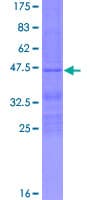 Human RHOG / ARHG Protein (Recombinant GST)