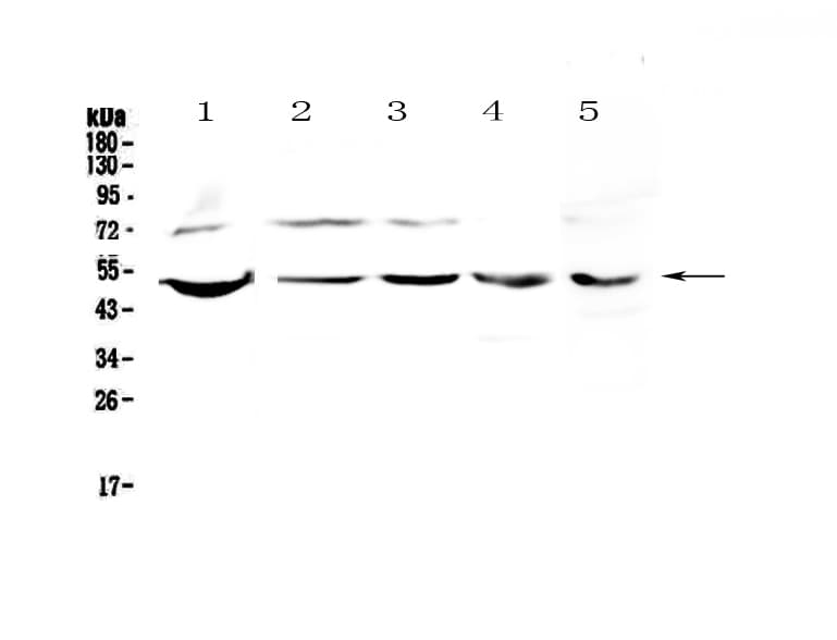 ESRRG / ERR Gamma Antibody
