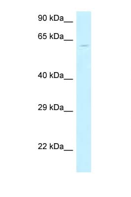 MON1B Antibody (aa21-70)