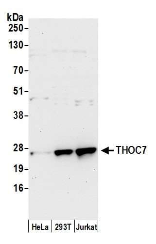 THOC7 Antibody (aa154-204)