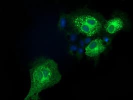 EFNA2 / Ephrin A2 Antibody (clone OTI1E12)