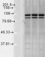 CANX / Calnexin Antibody (C-Terminus, Biotin)