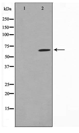 SPDL1 / CCDC99 Antibody
