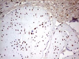 CDCA7L Antibody (aa1-337, clone OTI2C1)