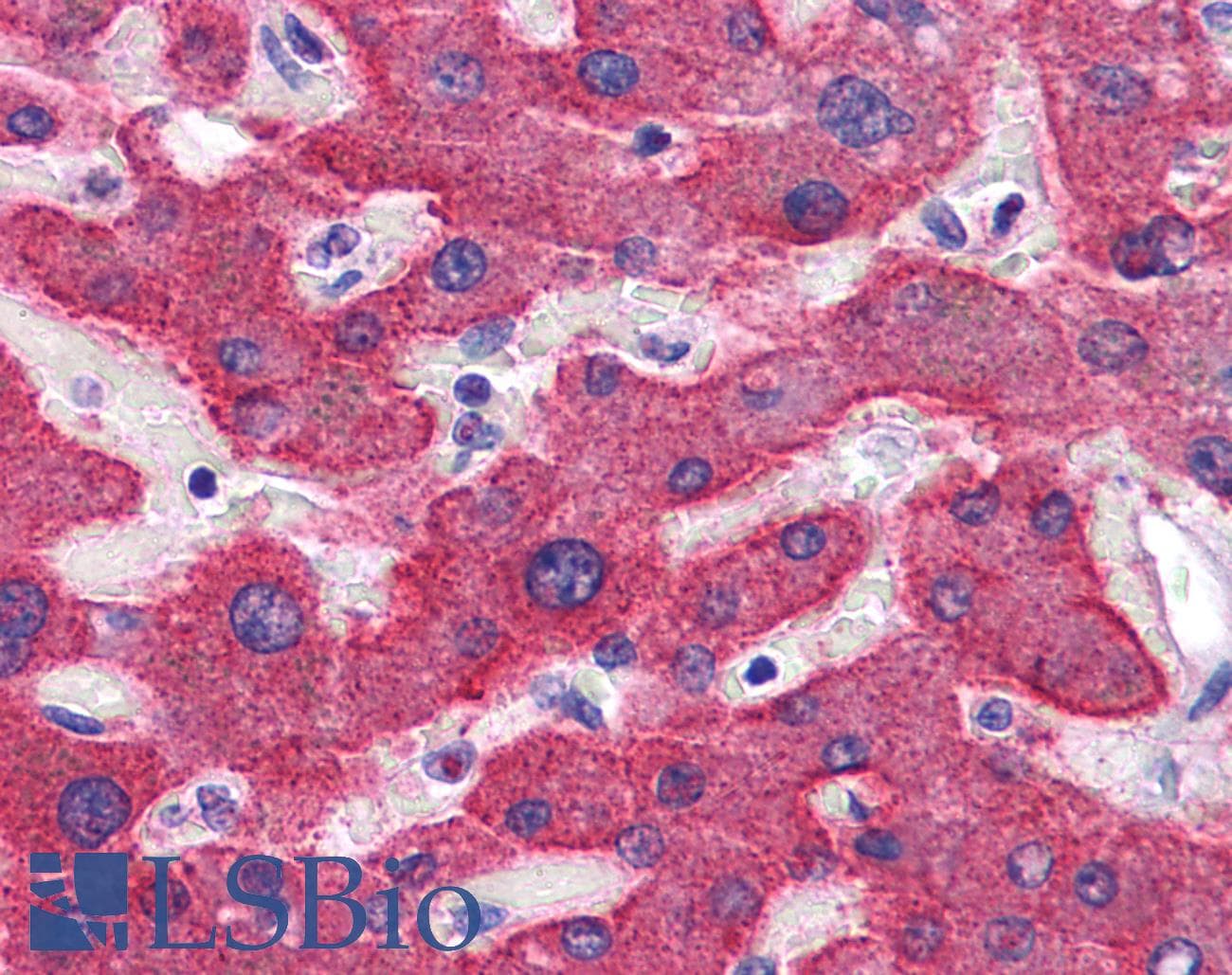 IHC-plus™ NENF / Neudesin Antibody
