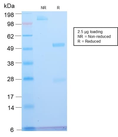 ATRX Antibody (clone ATRX/2900R, Azide-free, Carrier-free)