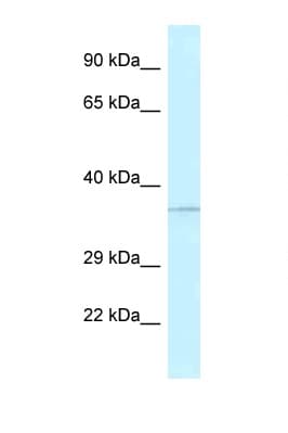 ALKBH1 / ALKB Antibody (aa97-146)