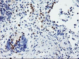USP36 Antibody (clone OTI7G3)