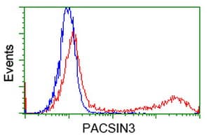 PACSIN3 Antibody (clone OTI2A6)
