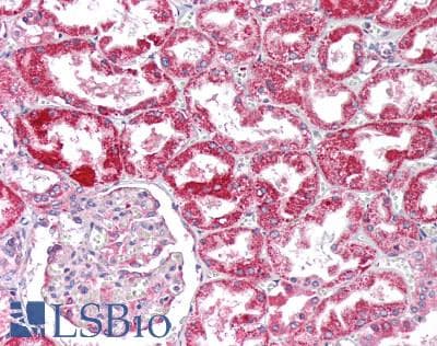 IHC-plus™ CYB5B Antibody