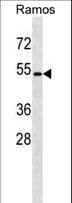 GPR174 Antibody (aa283-310)