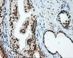 TUBA8 / Tubulin Alpha 8 Antibody (clone OTI2E9)