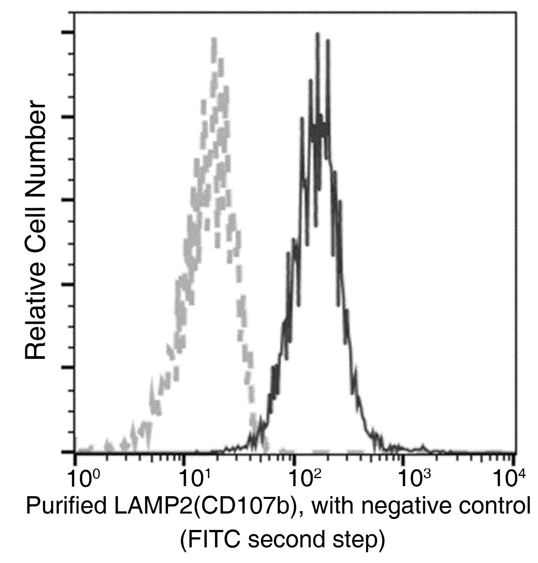 LAMP2 / CD107b Antibody (clone 141, Preservative Free)