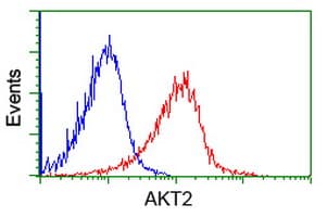 AKT2 Antibody (clone OTI8D9)
