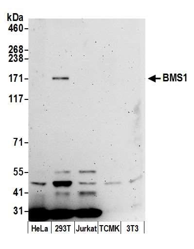 BMS1 Antibody (aa1232-1282)