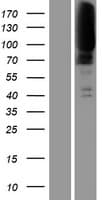 Human CLCN1 / CLC-1 Protein (Over-Expression Lysate Myc-DDK (Flag))
