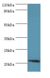 ARF3 Antibody (aa1-181)