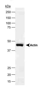 ACTB / Beta Actin Antibody (N-Terminus, DY650)