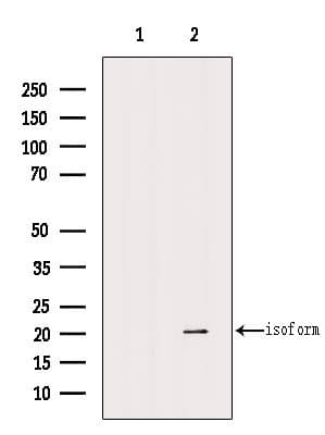 Polyclonal Rabbit anti-Human EGLN3 / PHD3 Antibody (IF, WB)