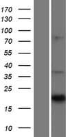 Human CNTF Protein (Over-Expression Lysate Myc-DDK (Flag))